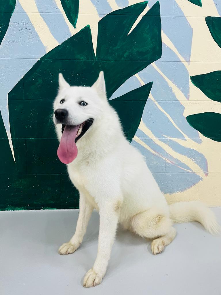 My Buddy Pet Care Best pet care in Dubai